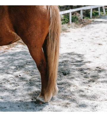 Complément pour chevaux Harpagophytum