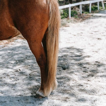 Harpagophytum  Locomotion difficile cheval