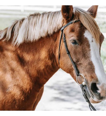 Complément pour chevaux Ail