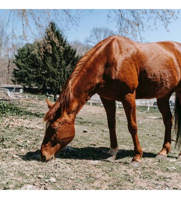 Complément pour chevaux Artichaut