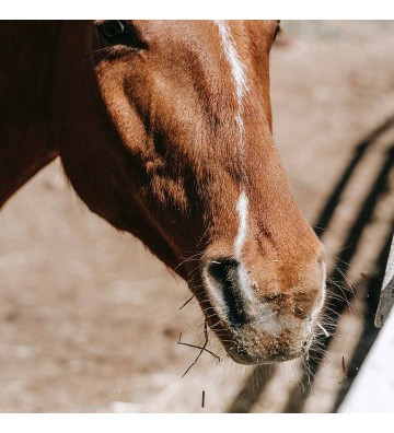 Complément pour chevaux Chardon Marie