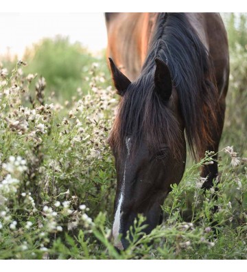 Complément pour chevaux Chicorée