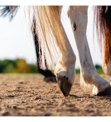 Complément pour chevaux Curcuma
