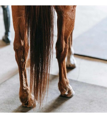 Complément pour chevaux Huile de foie de morue