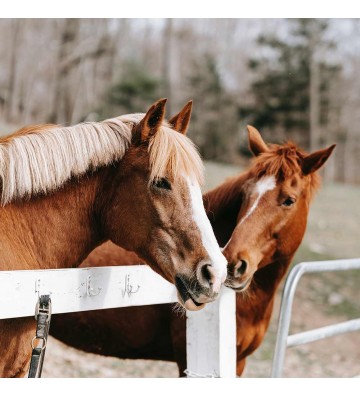 Complément pour chevaux Huile de saumon