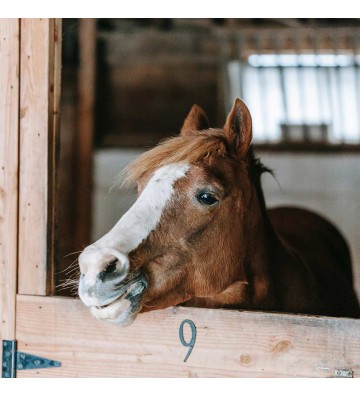Complément pour chevaux Lithothamne