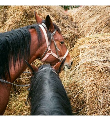 Complément pour chevaux Psyllium