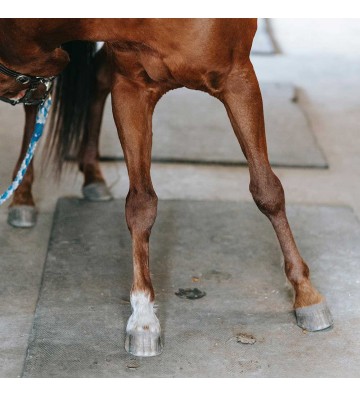 Complément pour chevaux Saule blanc