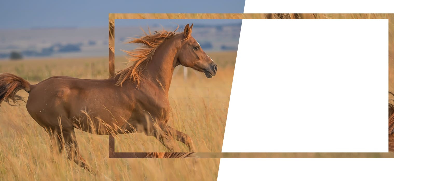 Cheval pose