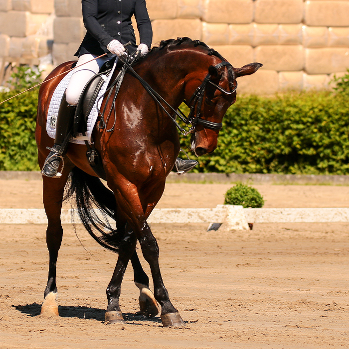 Cheval pose
